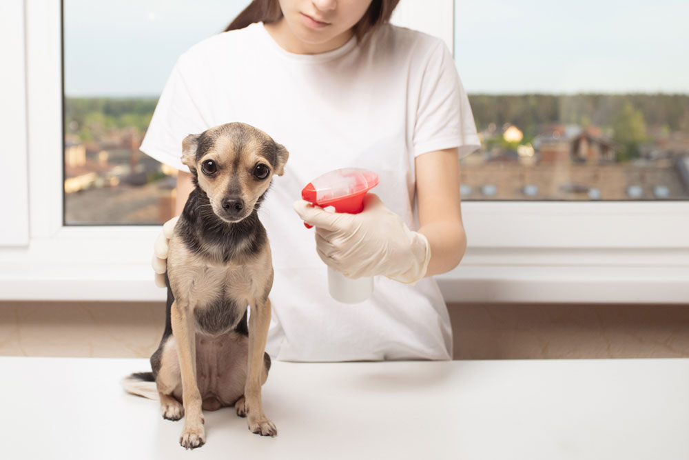 7 kitchen ingredients to effectively fight ticks and fleas on dogs